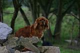 CAVALIER KING CHARLES 805